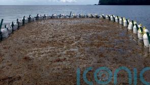 Sargassum farming company given Government grant