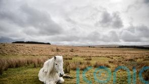 Park authority can appeal against Dartmoor wild camping ruling