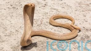 South African pilot makes emergency landing after finding cobra under seat