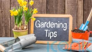 Saving tips for your garden in Carlow