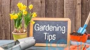 How to make green-fingered savings in your garden