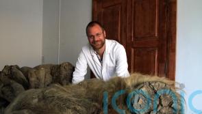 Woolly mammoths ‘evolved smaller ears and fluffier coats over 700,000 years’