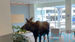 Moose pops into Alaska hospital building to snack on plants