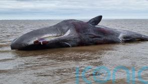Sperm whale feared dead after becoming stranded on UK beach