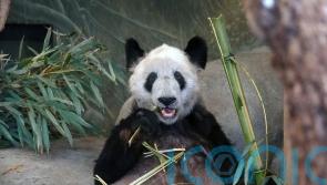 Memphis Zoo bids farewell to panda ahead of return to China