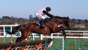 French Dynamite hunting Grade Two honours for Morris