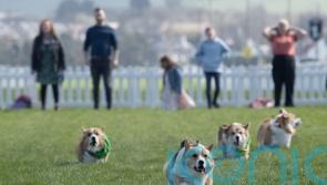 Corgi derby dash sees distant relative of Queen’s dog pipped to the post