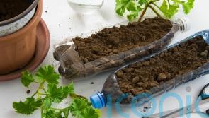 Small steps to growing greener