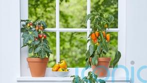 Grow your own salad bar on your windowsill