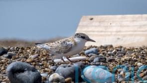 National Trust rangers move into lifeboat house to monitor little tern colony