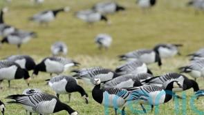 Avian flu threatens survival of some bird species in Scotland, study suggests