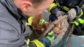 ‘Uncooperative’ squirrel stuck in manhole cover freed by German firefighters