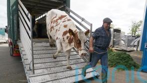 Farmers bringing cattle into Scotland face tighter controls in fight against TB