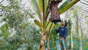 ‘Tree against hunger’ flowers for first time at Kew Gardens
