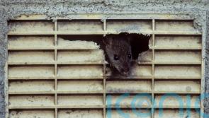 New York City hires rat tsar for ‘wholesale slaughter’ of rodent pests