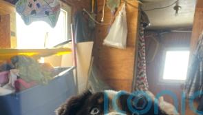 Nanuq arrives home dog-tired after 150-mile odyssey across sea ice