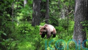 Scientists poke hibernating bears to discover secrets of blood clots