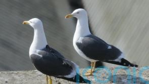 Police investigate after man spotted with seagull on a lead in Blackpool