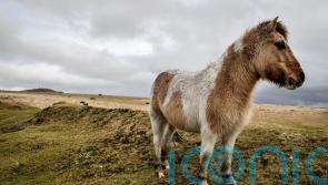 Park authority members back appeal against Dartmoor wild camping ruling