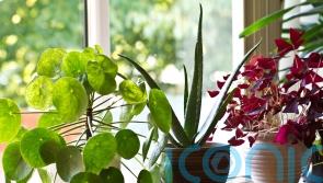 Houseplant myths: An expert sorts fact from fiction