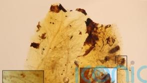 Fossils reveal link between dinosaurs and beetles which fed on feathers