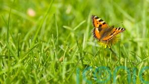 How to bring your lawn to life