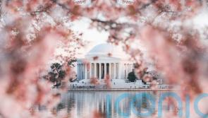 Can’t get to Japan? Have you heard of the other cherry blossom festival?