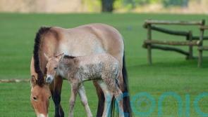 Critically endangered foal born at Whipsnade Zoo gives keepers ‘immense’ hope
