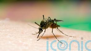 KILDARE COURT: Over the limit driver was on his way to treat a mosquito bite