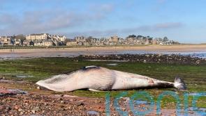 Dead minke whale washes up on Scottish beach