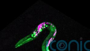 Worms get the munchies after having cannabis-like substance