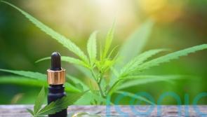 Medical cannabis is ‘industry of the future’ that will create jobs – Tory MP