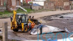 Dead minke whale removed from beach
