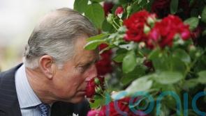 How to create a garden fit for a king