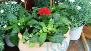 Coronation planter: A step-by-step guide to creating a red, white and blue garden container
