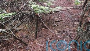 Campaigners highlight cases of pets caught in snares amid calls for outright ban