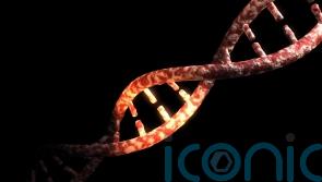 Rosalind Franklin ‘was an equal contributor in the discovery of DNA structure’