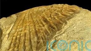 Fossil found of first ‘royal’ sturgeon to have lived in Africa