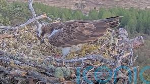 Famous osprey Dorcha lays first egg of the season