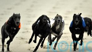 Ban on greyhound racing would drive sport underground, industry chief warns