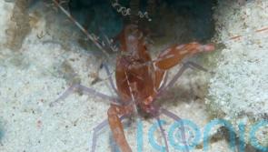 Scientists eavesdrop on underwater creatures to gain insights on ocean life
