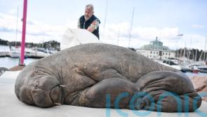 Life-size sculpture of euthanised walrus unveiled in Norway