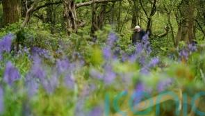 Bright Bank Holiday beckons with threat of showers in the east