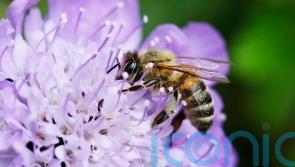 Wildlife gardening with a modern twist
