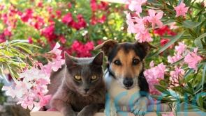 How often should you clean your pet’s belongings?