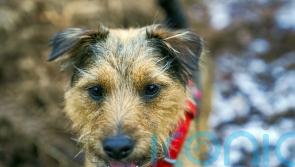 ‘Very high’ lead concentrations found in raw pheasant dog food