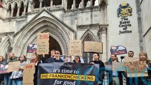 Animal welfare charity takes Government to court over Frankenchickens