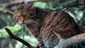 Scotland’s wildcat population at critically low level, new study finds