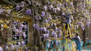 Wisteria more than 100 years old in bloom at University of Cambridge