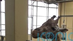 Giraffes can make predictions based on statistics, scientists suggest
